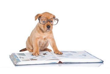 Funny little puppy with glasses reading a book