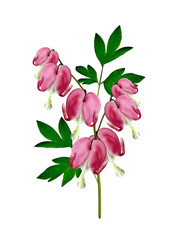 Naklejka na ściany i meble Pink Bleeding Heart (Lamprocapnos Spectabilis) Flowers on White