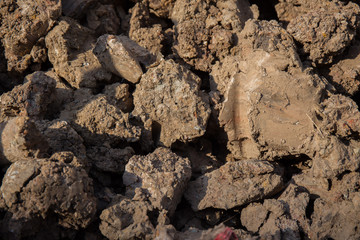 close up soil