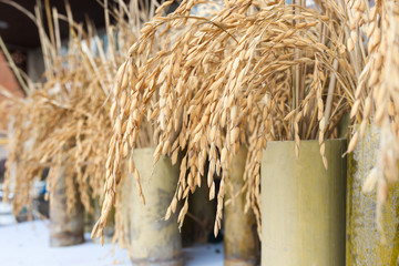 yellow paddy rice seed on the pot
