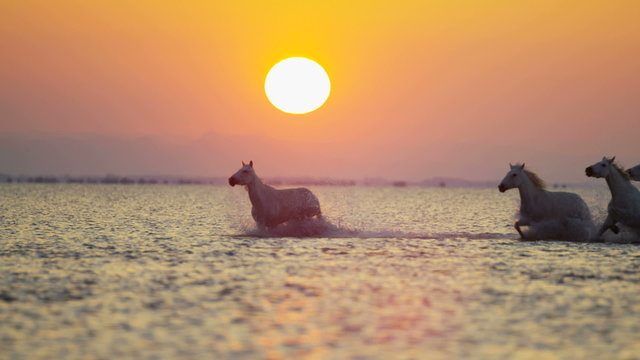 Cowboy horse water sunset running Mediterranean travel 