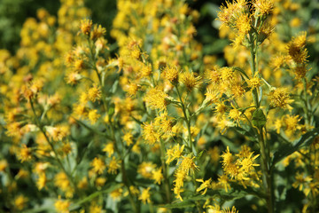 Goldrute - Solidago multiradiata © Benshot