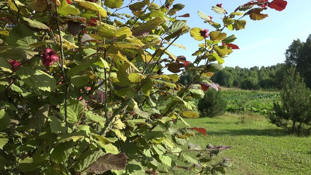decorative hazel tree branch sway in the wind in summer garden. 4K UHD video clip. 
