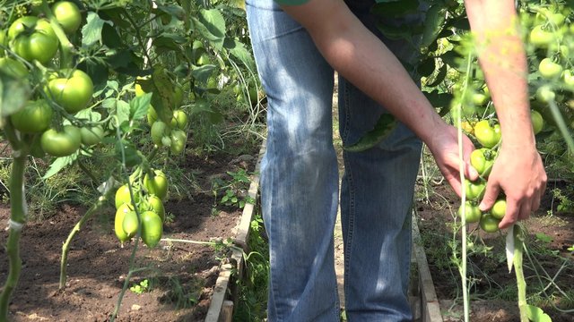 farmer male hand check green unripe tomato fruit in greenhouse indoor. 4K UHD video clip. 
