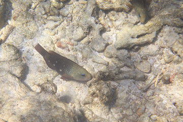 Coris is a genus of wrasses