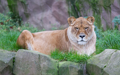 Lion resting in the green grass