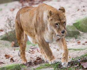 Lion on alert