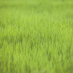 Vintage tone of  farm rice paddy field