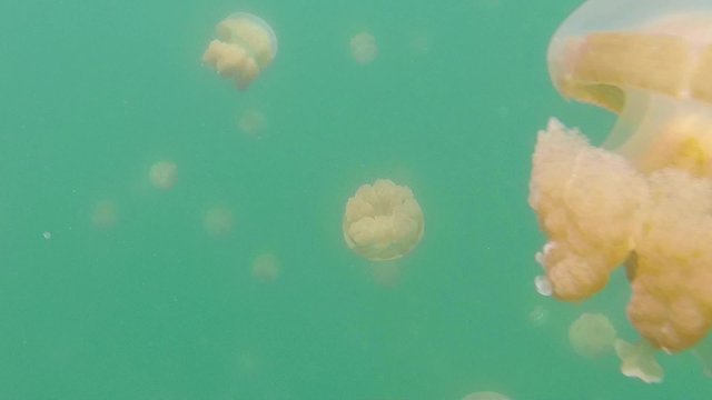 Palau, Micronesia, Pacific Ocean. Jellyfish Lake, marine lake on Eil Malk island in Rock Islands, Southern Lagoon. Golden jellyfish (Mastigias papua etpisoni) swimming underwater, marine life, animals