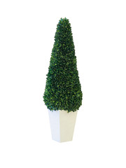 Tree in pot isolated on white background with clipping path