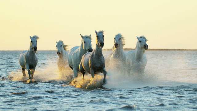 Cowboy Camargue rider animal horse sunrise galloping sea 