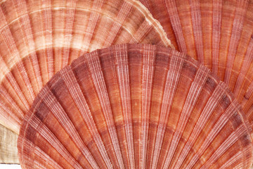 background of seashells of mollusk, close up