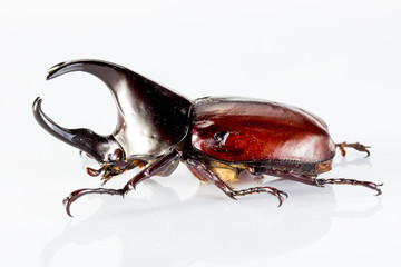 Beetle in a white background