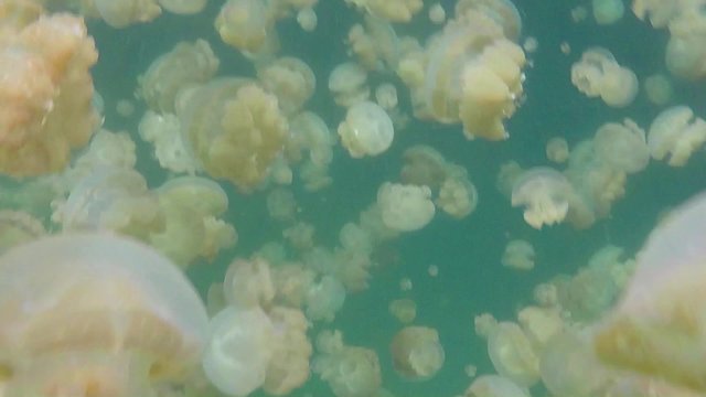 Palau, Micronesia, Pacific Ocean. Jellyfish Lake, marine lake on Eil Malk island in Rock Islands, Southern Lagoon. Golden jellyfish (Mastigias papua etpisoni) swimming underwater, marine life, animals