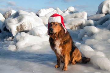 Hund mit Weihnachtsmütze sitzt im Eis