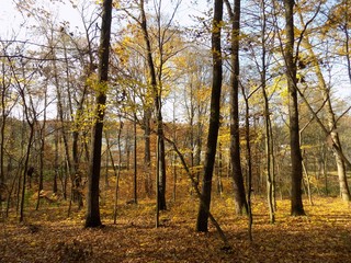 Deciduous forest in fall