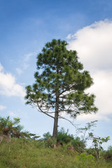 Obraz premium autumn forest trees. nature Bright green forest with blue sky backgrounds.