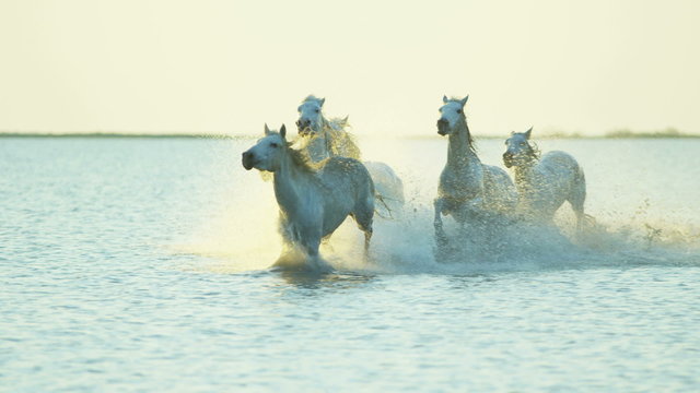 France Camargue animal horses livestock water running 