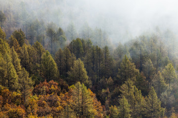 Forest covered by fog in Aershan,China