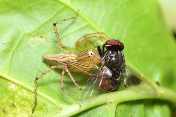 Jump spider in Thailand forest