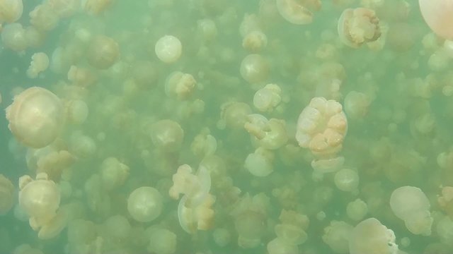 Palau, Micronesia, Pacific Ocean. Jellyfish Lake, marine lake on Eil Malk island in Rock Islands, Southern Lagoon. Golden jellyfish (Mastigias papua etpisoni) swimming underwater, wildlife, nature