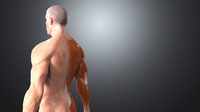 Anatomy