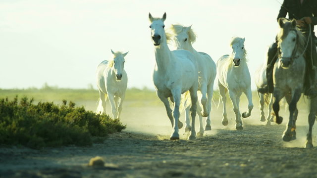 France Camargue animal horses cowboy vegetation marshland