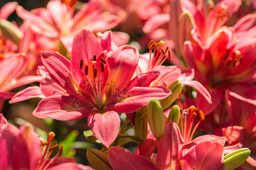 Close up of Lillies