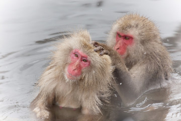 温泉を楽しむおさるさん Monkey enjoying a hot spring