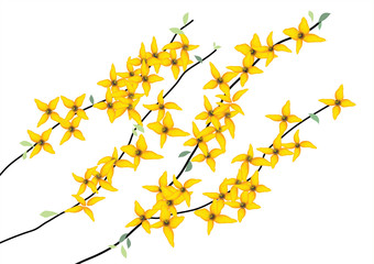 forsythia flower ,yellow flower branch  heart sharp design on white background,vector illustration