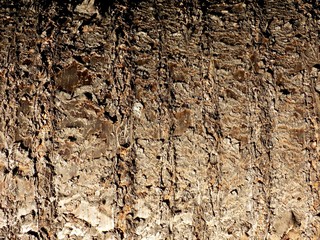 Cherry tree bark texture