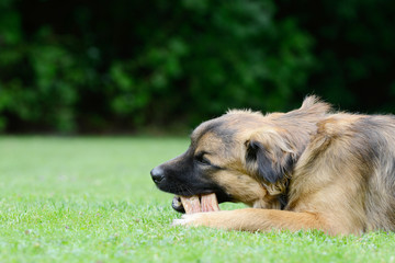 Hund frisst Knochen