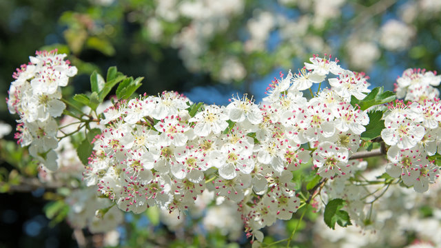 Wei&szlig;dorn - Crataegus