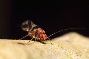 Small insects in the garden