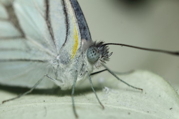 Small insects in the garden