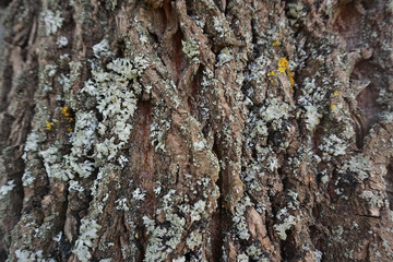 relief texture bark of tree with grey moss macro