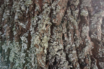 bark of tree covered with grey moss
