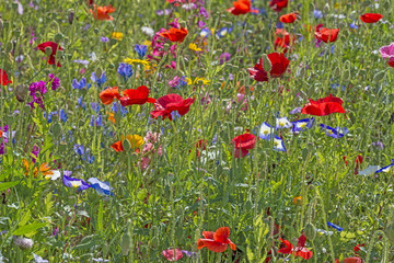 Obraz premium spring meadow with red poppies