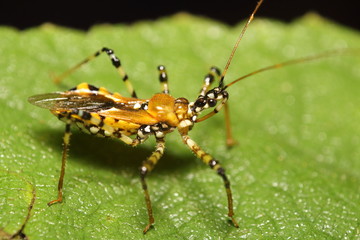 Small insects in the garden