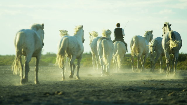 France Camargue animal horses cowboy vegetation marshland