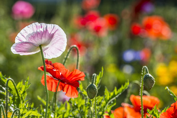 spring meadow with red poppies © Vera Kuttelvaserova
