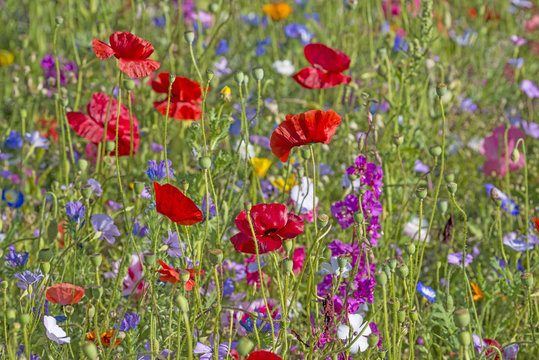 Streublumenwiese Bilder Durchsuchen 2,374 Archivfotos,