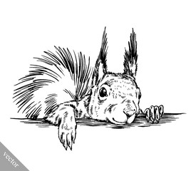 black and white engrave isolated squirrel illustration - obrazy, fototapety, plakaty