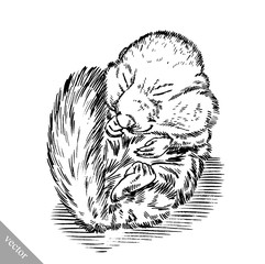 black and white engrave isolated squirrel illustration
