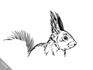 black and white engrave isolated squirrel illustration