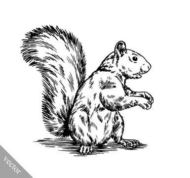 black and white engrave isolated squirrel illustration