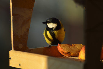 Obraz premium tit for feeder