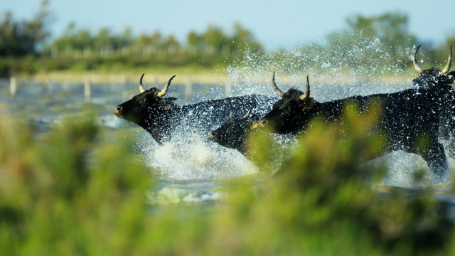 Bull black running water Camargue animal freedom power