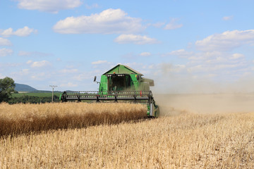 Combine machine cuts the field of oilseed rape