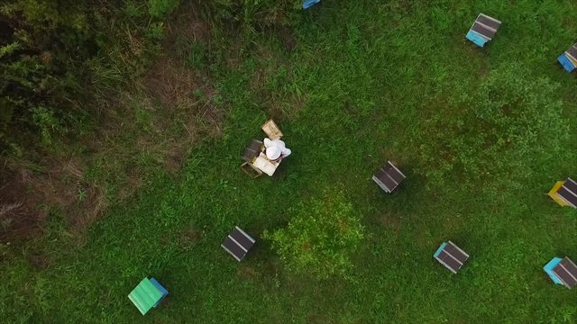 bee apiary